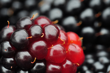 close up of a blueberryの写真素材