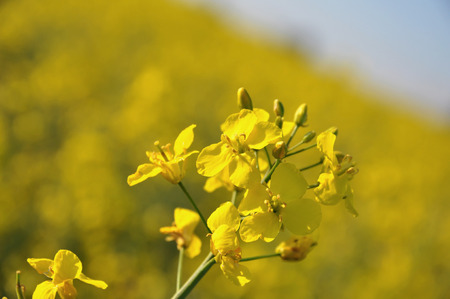 yellow rape field on a summer day