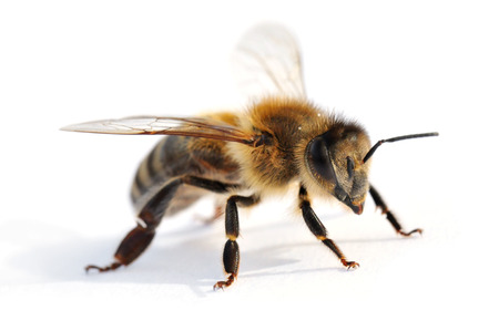 Western honey bee in front of white backgroundの写真素材