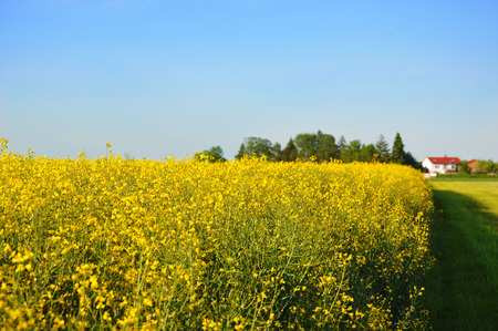 yellow rape field on a summer dayの写真素材
