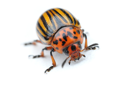 little striped potato bug, isolated