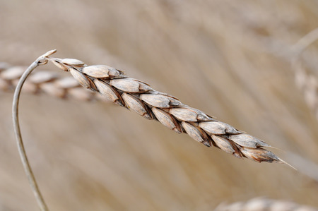 field with spelt ready to harvest