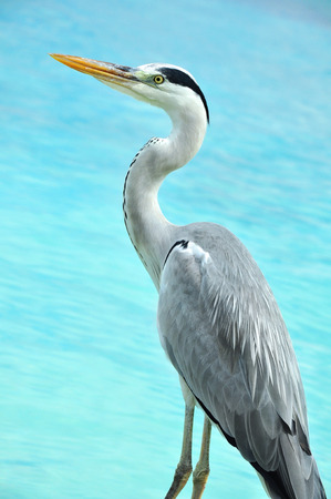 Grey Heron at the beach, Maldivesの写真素材