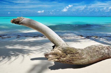 driftwood on the beach; maldivesの写真素材