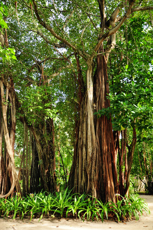 big banyan tree in the maldivesの写真素材
