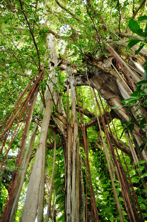 big banyan tree in the maldivesの写真素材