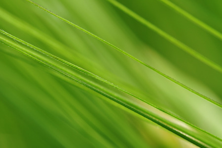 a field with green barley