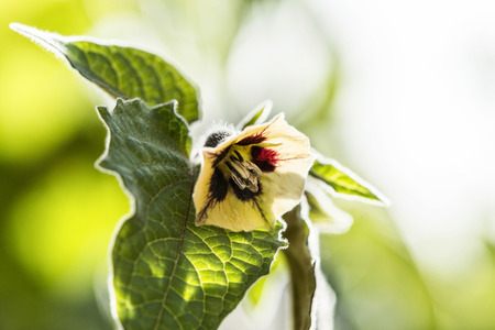 flowering Physalis with unripe fruits