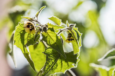 flowering Physalis with unripe fruits