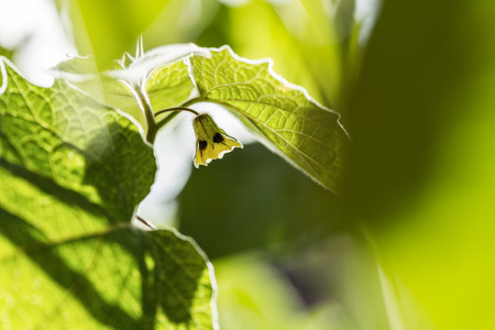 flowering Physalis with unripe fruits