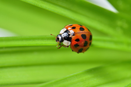 red ladybug on a plantの写真素材