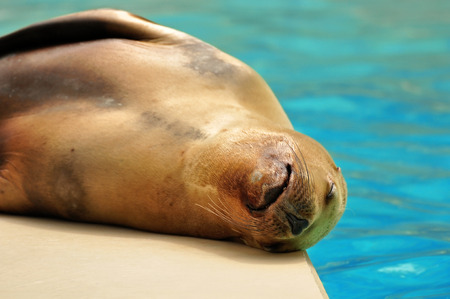 California sea lion sleeping at the water