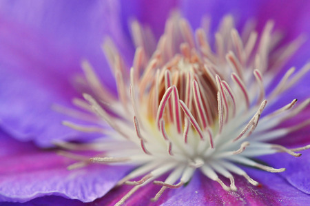 Detail of a lilac clematisの写真素材