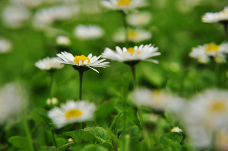 detail of a white daisyの写真素材