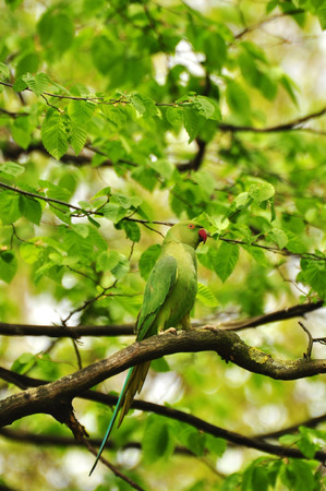 rose-ringed parakeet sitting in the treeの写真素材