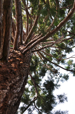 Detail of a redwood treeの写真素材