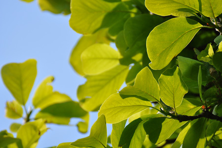 green foliage of a treeの写真素材