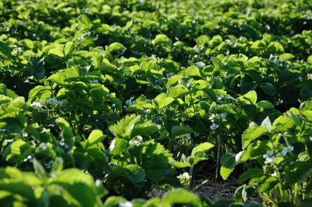 flowering strawberry field in early summerの写真素材