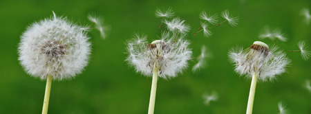 detail of a blowball; dandelionの写真素材