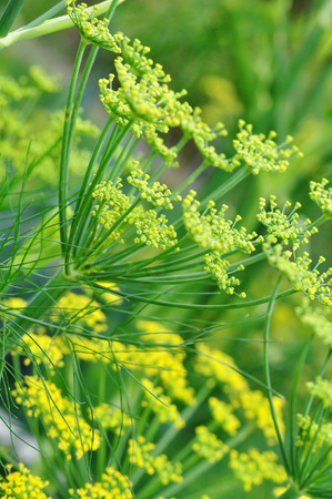 Detail of a yellow fennel blossomの写真素材