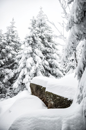 winter hike in the northern Black Forest on a foggy dayの写真素材
