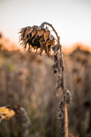 Withered sunflower in the autumn evening sunの写真素材
