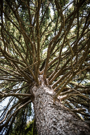 Autumn day in the AllgÃ¤uの写真素材