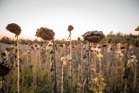 Withered sunflower in the autumn evening sunの写真素材
