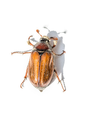 brown cockchafer with white backgroundの写真素材