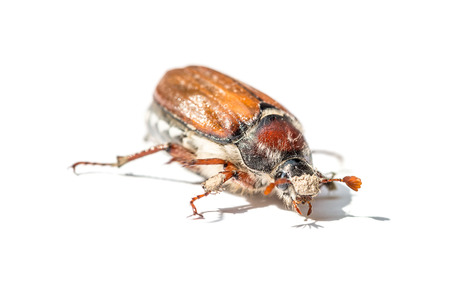 brown cockchafer with white backgroundの写真素材