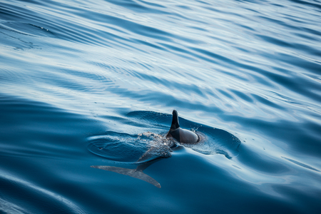Whale watching with dolphin sighting off the coast of Tenerifeの写真素材