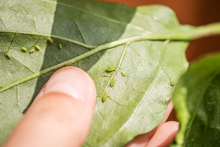 Green aphids on a chili plantの写真素材