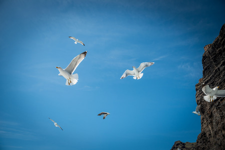 Whalewatching with gull feeding at Tenerifeの写真素材