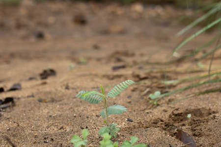 Green plants in dry soil in the summer high resolution