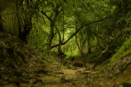 Enchanted Forest Scene. Lush green forest floor surrounded by towering ancient cedar trees in a western ghats forest.の写真素材