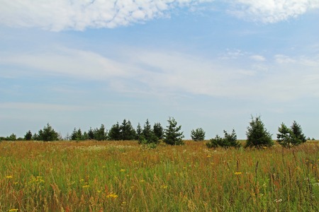 Green summer meadow, Central Russiaの写真素材