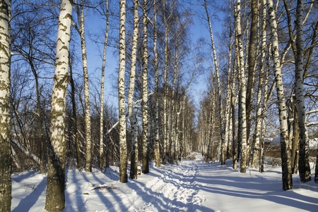 Winter birch grove with alley in sunny day.の写真素材