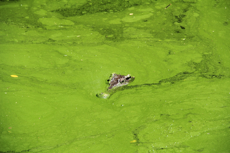 Head of the wildlife crocodile hidden in the green water. Thailand.の写真素材