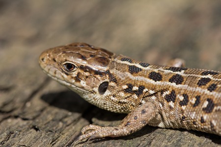 Head of brown lizards Lacerta Agilis with a small bug on it. Russia.の写真素材