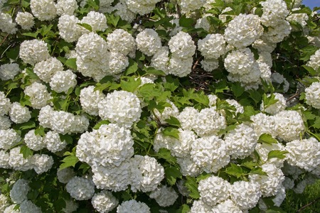 White flower of the snowball viburnum Buldenezh in bloom.の写真素材