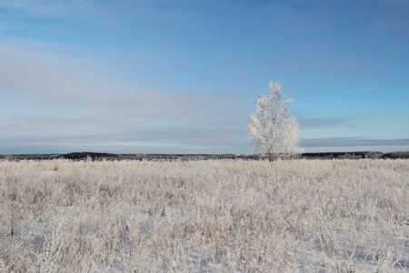 One frozen birch tree on winter field and blue sky. Winter.の写真素材