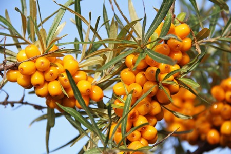 Branch with yellow berries of sea buckthorn. Russia.