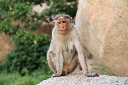 Portrait of indian macaque monkey sitting on a stone in the jungle of Hampi. Karntaka State, India.の写真素材