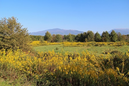 Yellow flowers blooming in the field against the backdrop of the mountains of Abkhazia. The picturesque landscape. Popular tourist destination.の写真素材