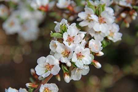 White petals of a nanking cherry blossoms in spring. Prunus tomentosa. Russia.の写真素材