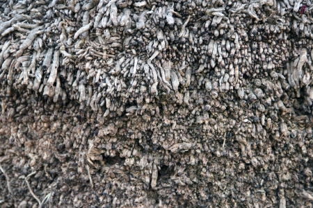 Close capture of palm treeの写真素材