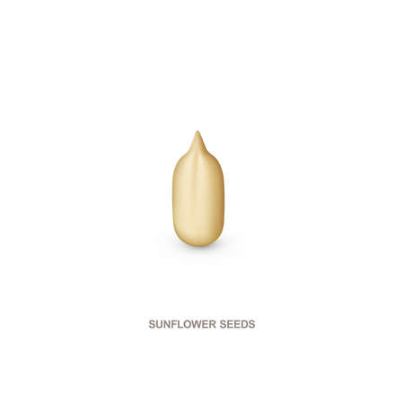 Realistic sunflower seed for healthy eating. illustration isolated on white background.のイラスト素材