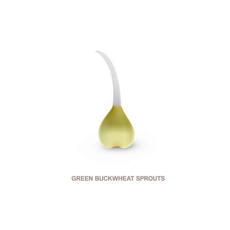 Realistic green buckwheat sprout for healthy eating. illustration isolated on white background.のイラスト素材