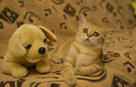 Cute fluffy house cat is resting on the sofa and enjoying life.のeditorial素材