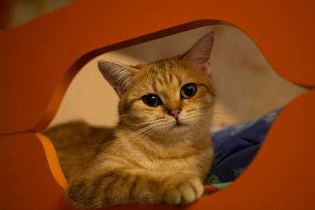 Cute fluffy house cat is resting on the sofa and enjoying life.のeditorial素材